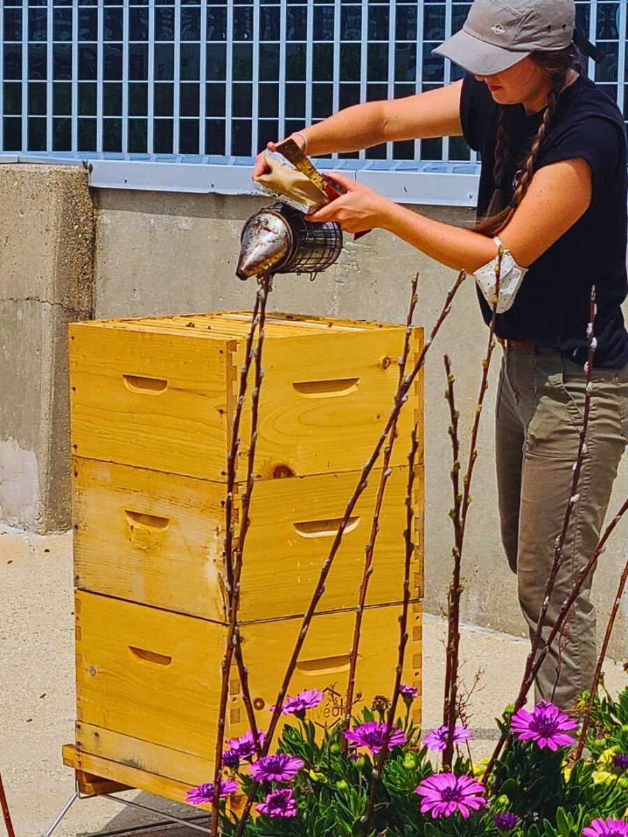 World Honey Bee Day, also known as National Honey Bee Day