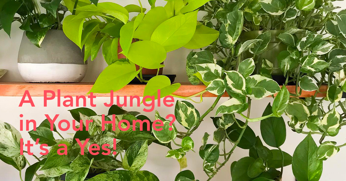 Indoor Hanging Plants to Create a Home Jungle
