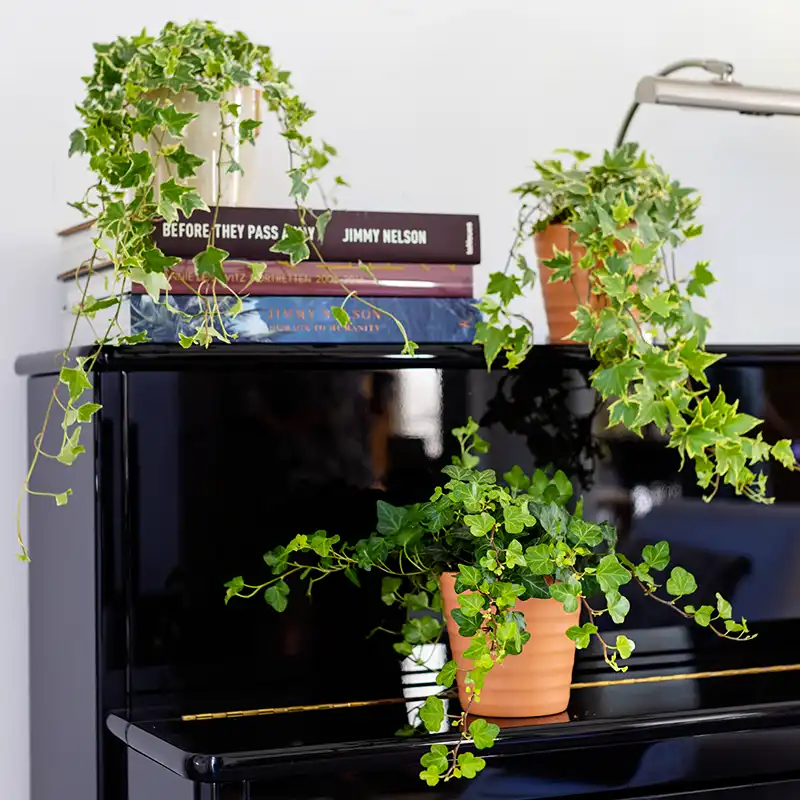 Indoor Hanging Plants to Create a Home Jungle