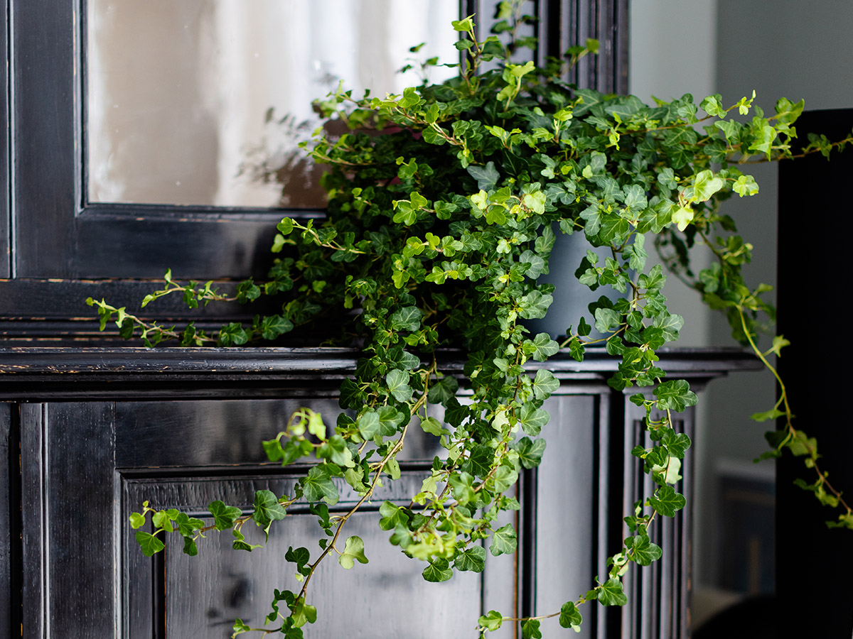 Hedera helix by Air So Pure on mantelpiece Hedera helix by Air So Pure on mantelpiece