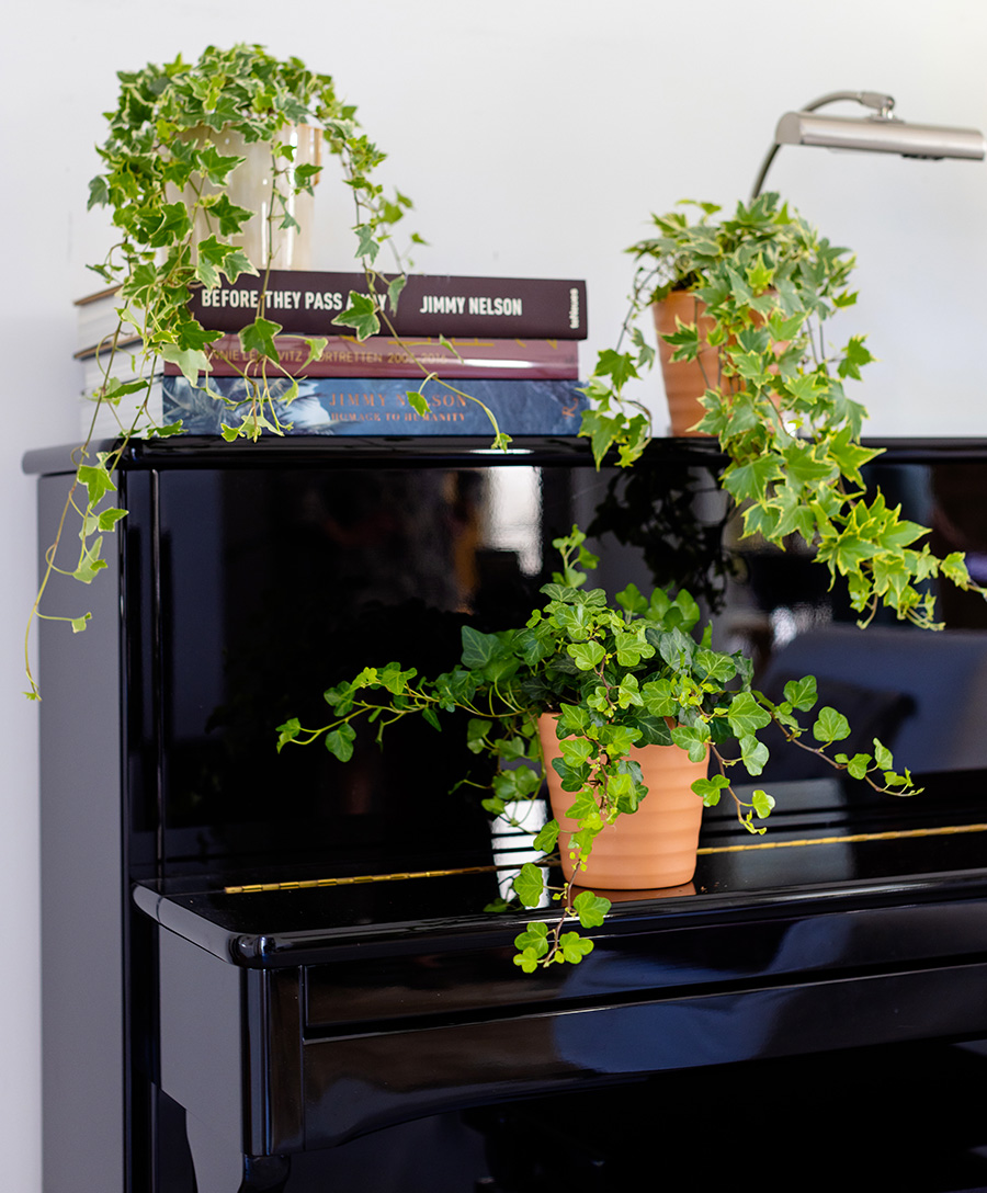 Hedera helix by Air So Pure on piano Hedera helix by Air So Pure on piano
