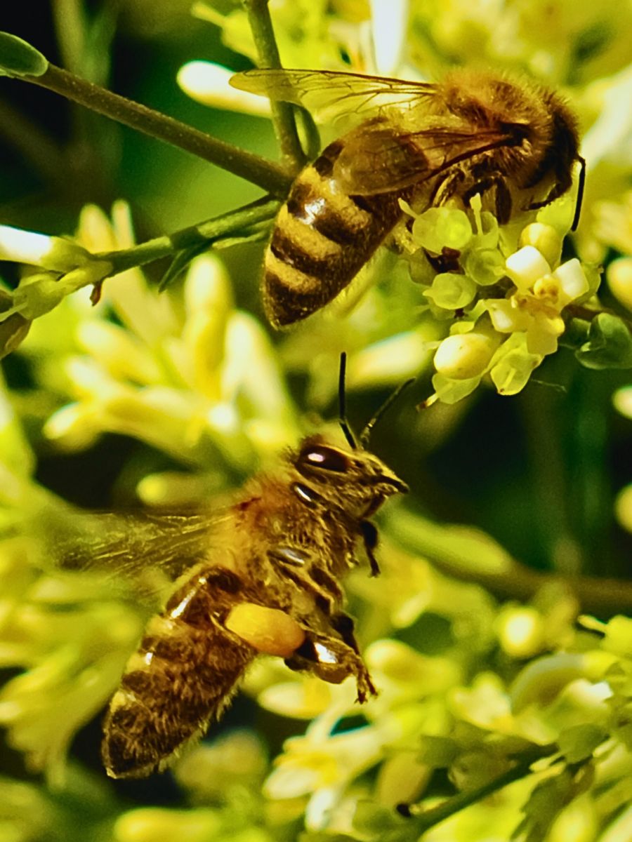 World Honey Bee Day, also known as National Honey Bee Day