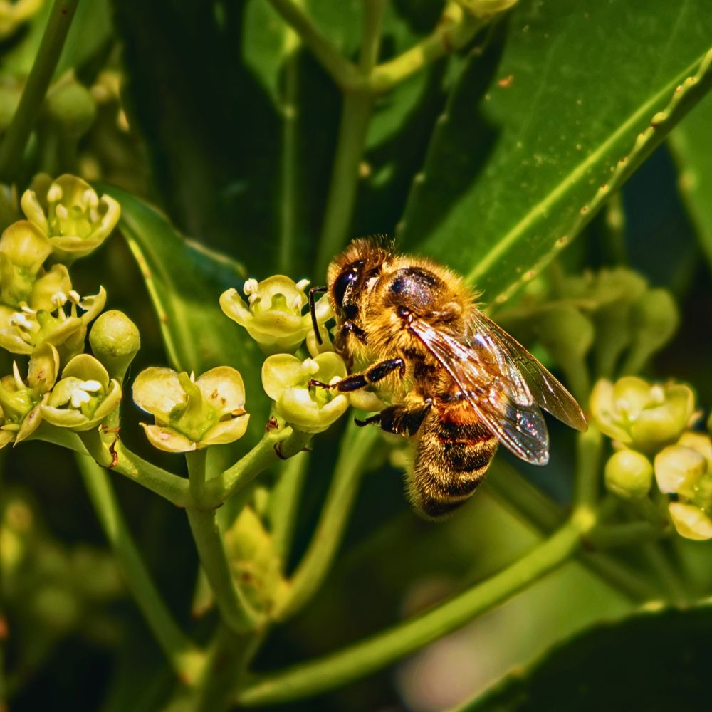 World Honey Bee Day, also known as National Honey Bee Day