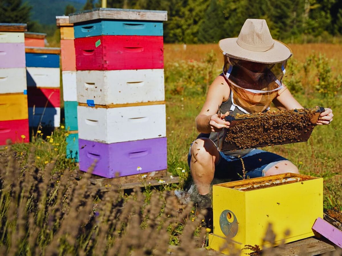 World Honey Bee Day, also known as National Honey Bee Day