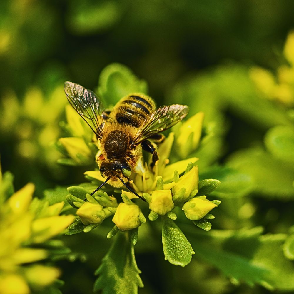 World Honey Bee Day, also known as National Honey Bee Day