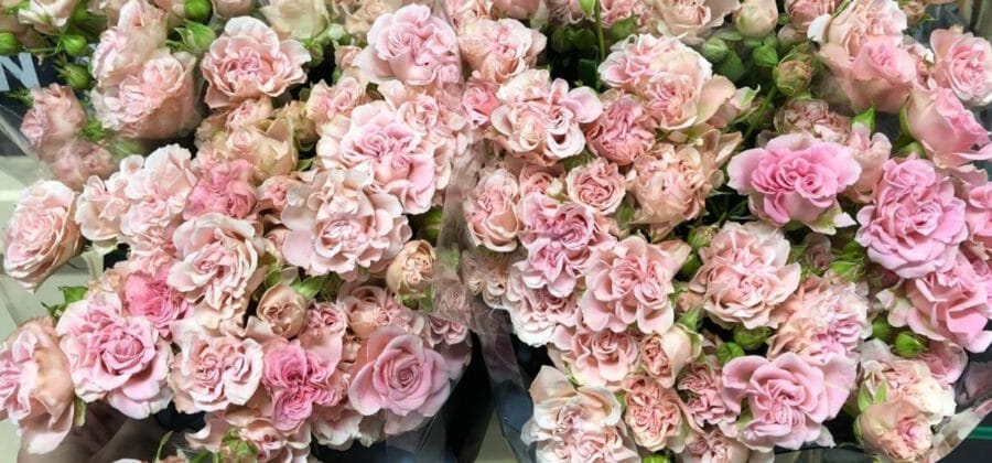 Rosa Sweet Flow - Voorn Spray roses - Cut Flowers - on Thursd for Peter's weekly Menu