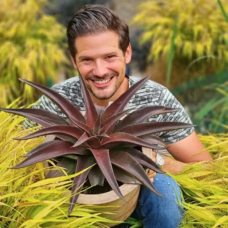 Mangave Is the Must-Have Plant You Should Try