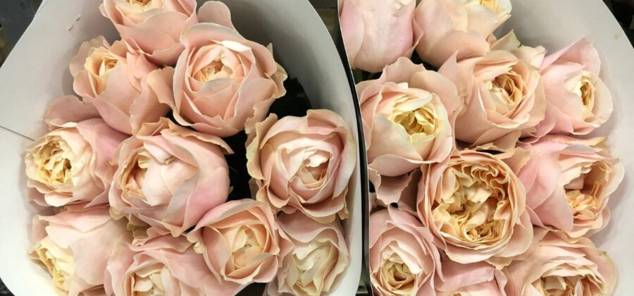 Week 8 Rosa Unforgettable VIP Roses - Cut Flowers - on Thursd for Peter's weekly Menu
