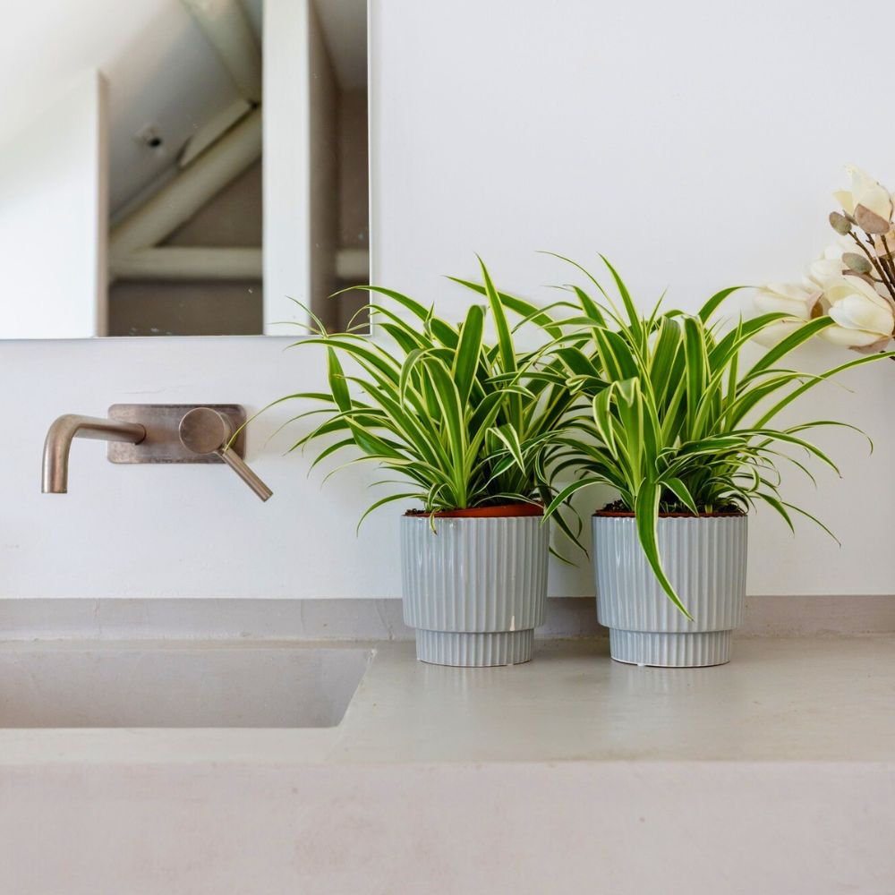 Chlorophytum from Air so Pure Plants Best Bathroom Plants