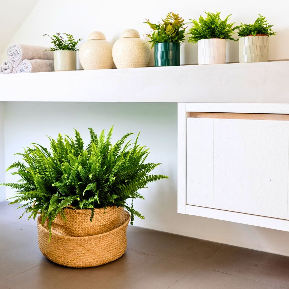 Nephrolepis by Air So Pure Best Bathroom Plants