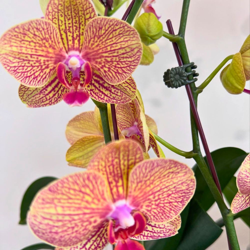 Phalaenopsis Orchids Best Bathroom Plants