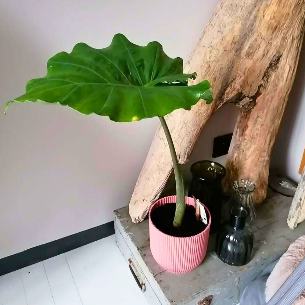 Alocasia Portadora Best Bathroom plants