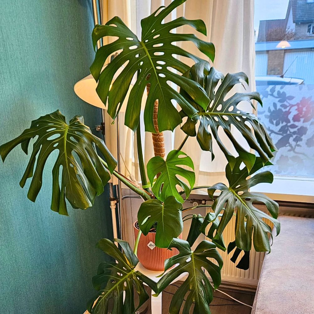 Monstera Deliciosa Best Bathroom Plants