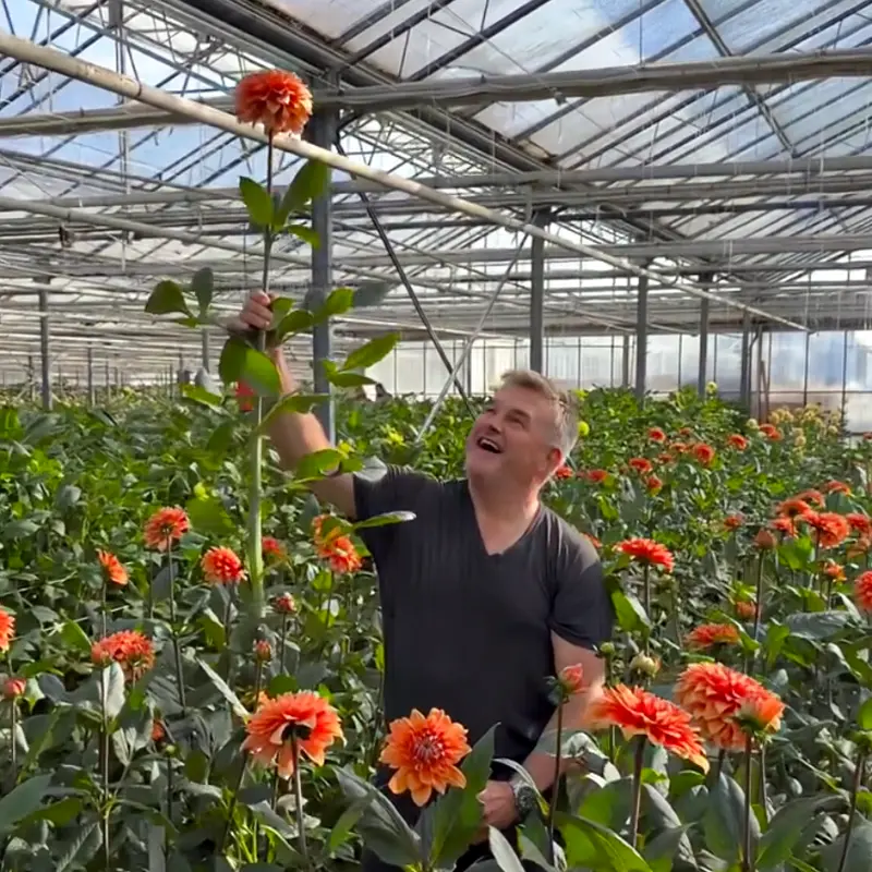 Dazz Dahlias Nooitgedacht
