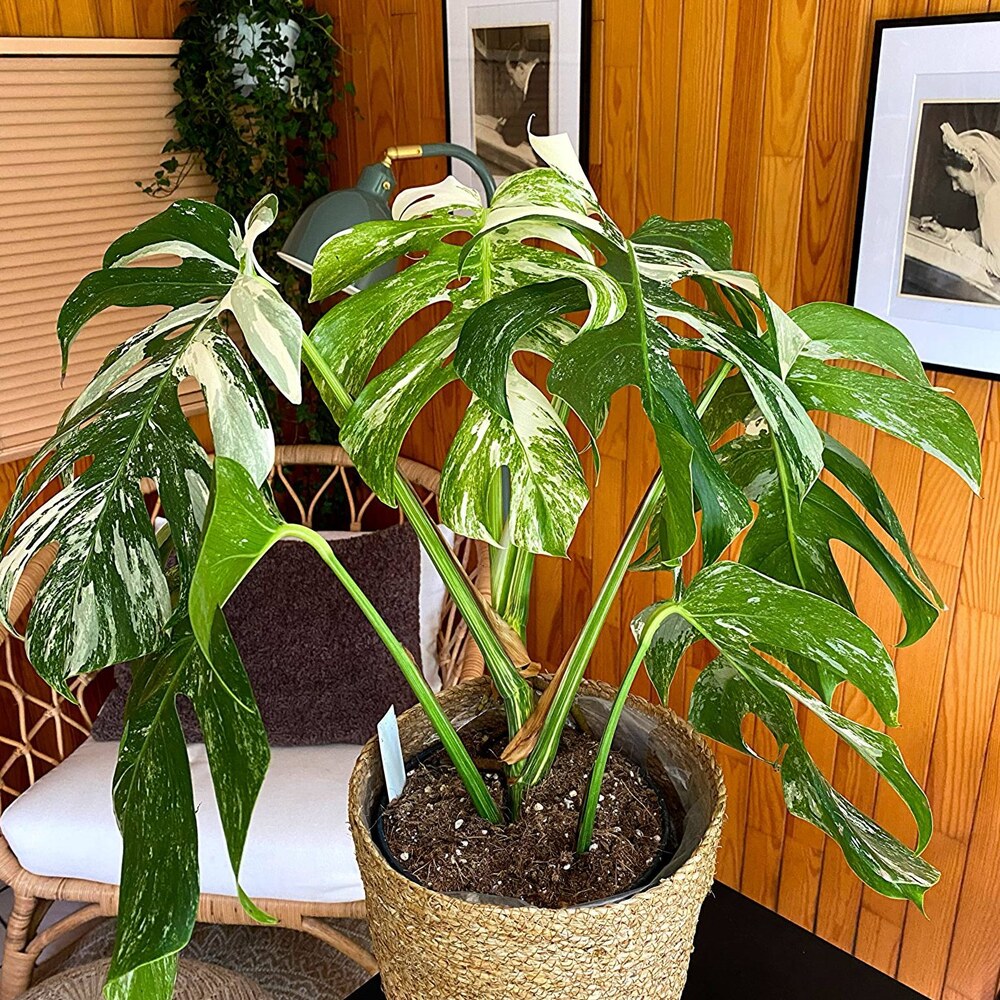 Monstera Deliciosa Variegata just got a new leaf Monstera Deliciosa Variegata just got a new leaf