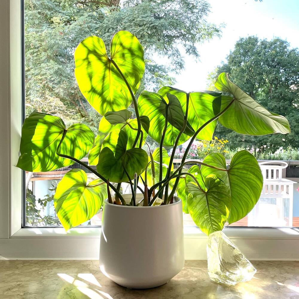 Light matters to Anthurium gloriosum Light matters to Anthurium gloriosum