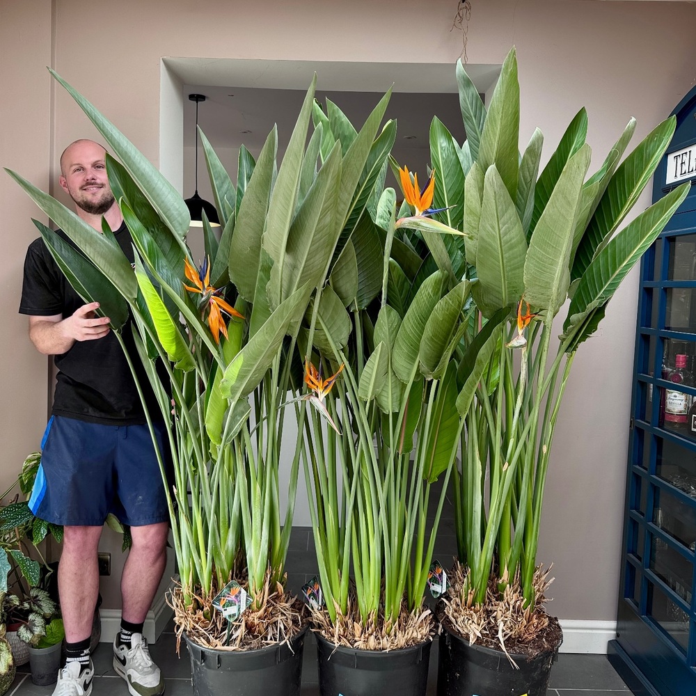 Man with Bird of paradise Man with Bird of paradise