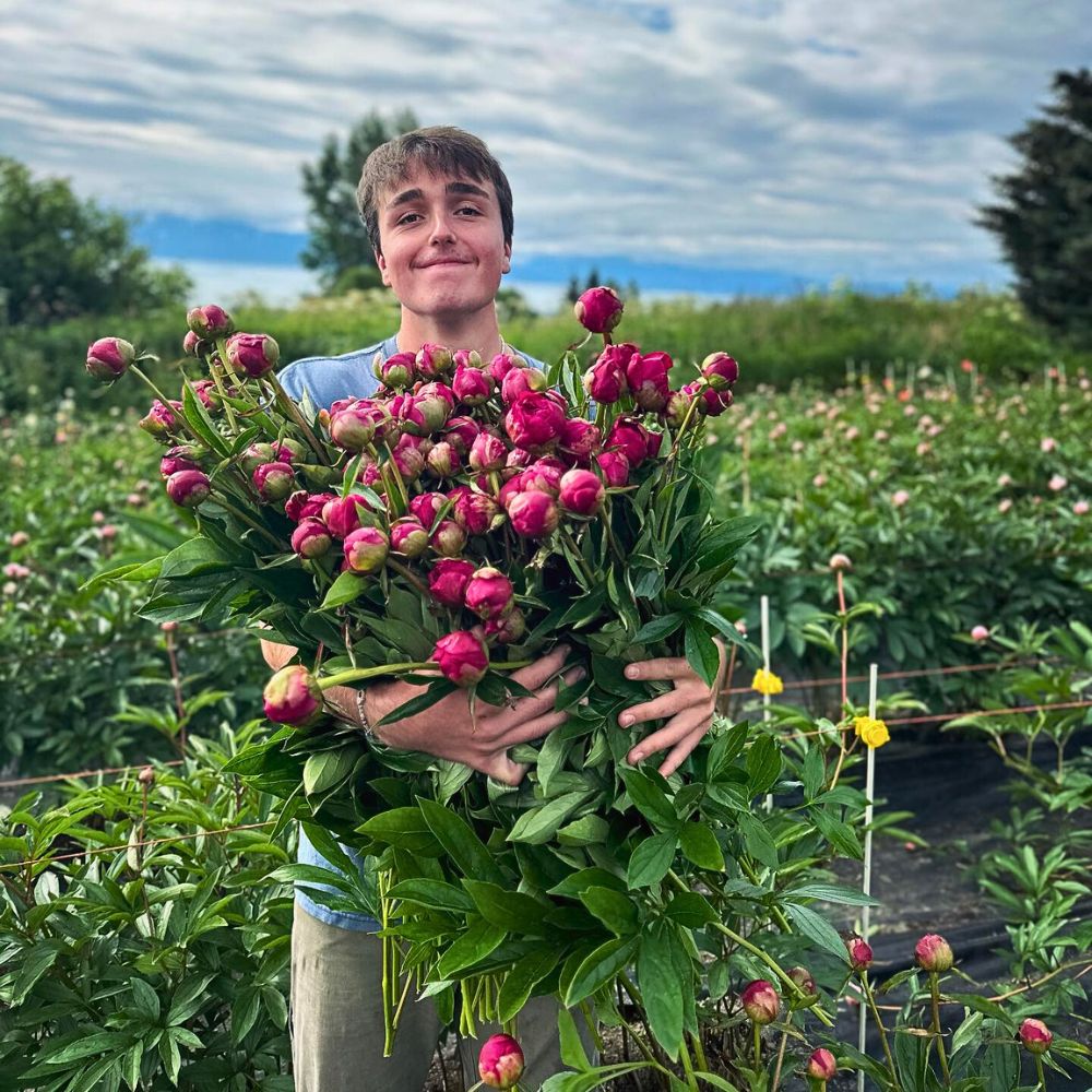 Peonies New Survey Funded by the American Floral Endowment’s (AFE) Sustainabloom Reveals Promising Trends in Sustainability Across the Floral Industry