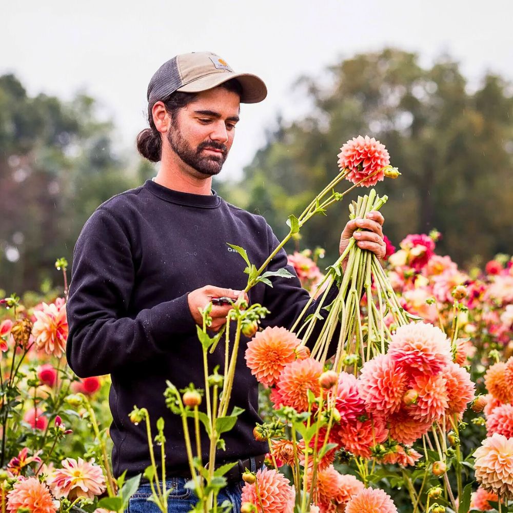 Dahlia flower farming New Survey Funded by the American Floral Endowment’s (AFE) Sustainabloom Reveals Promising Trends in Sustainability Across the Floral Industry