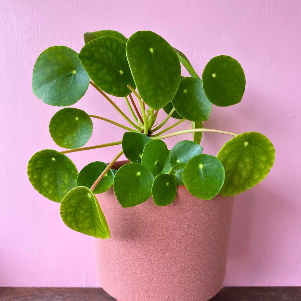 Chinese Money Plant Best Bathroom Plants
