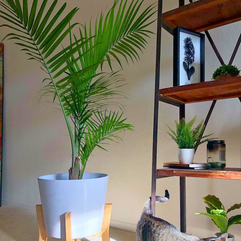 Majesty Palm Best Bathroom Plants