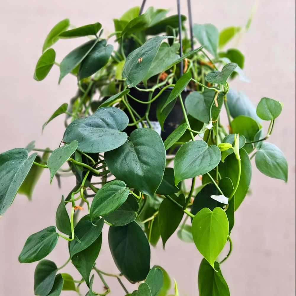 Philodendron Heart Leaf hanged potted plant Best Bathroom Plants
