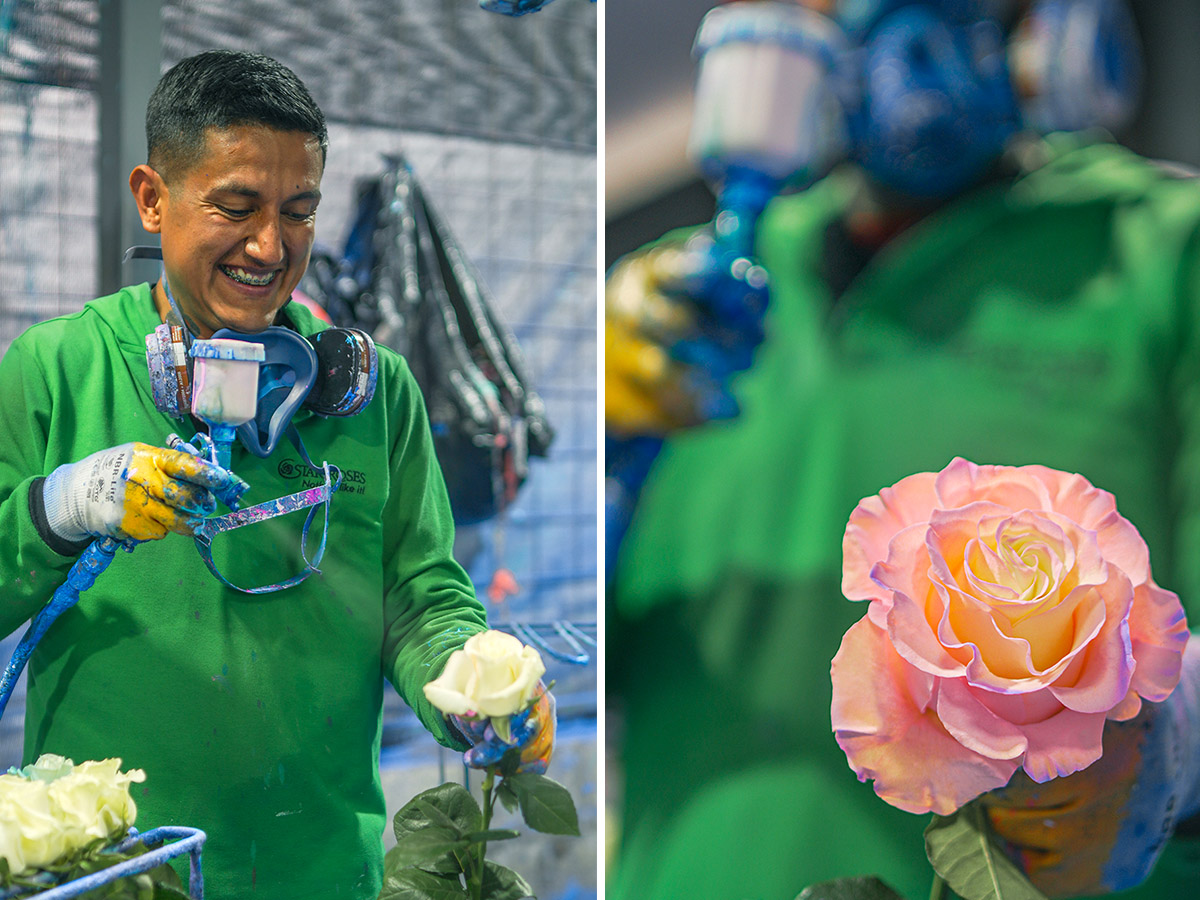 Star Roses Rooted tinting roses process Star Roses Rooted tinting roses process