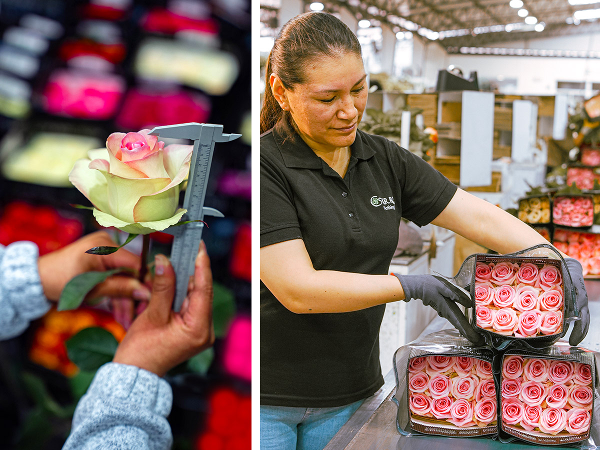 Star Roses checking and packing in warehouse Star Roses checking and packing in warehouse