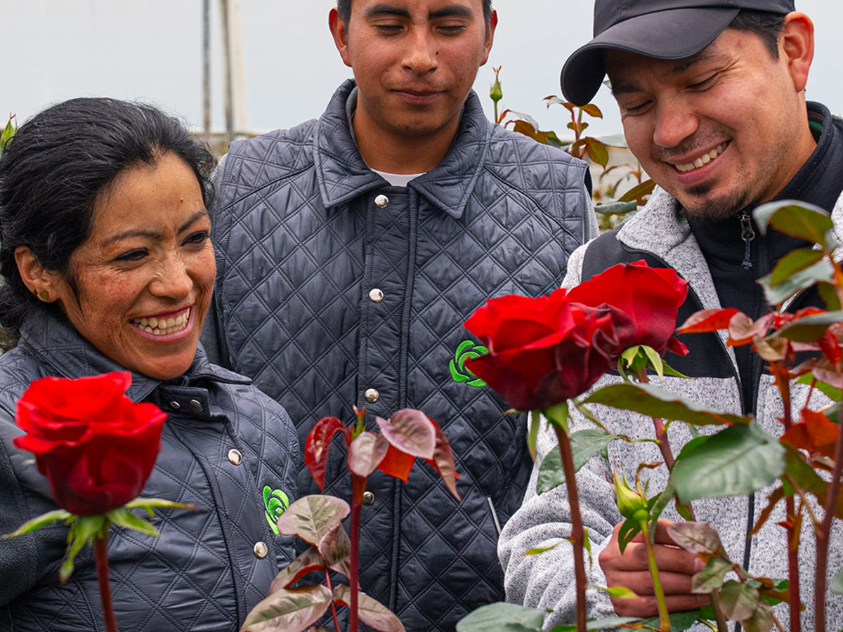 Star Roses greenhouse quality checking