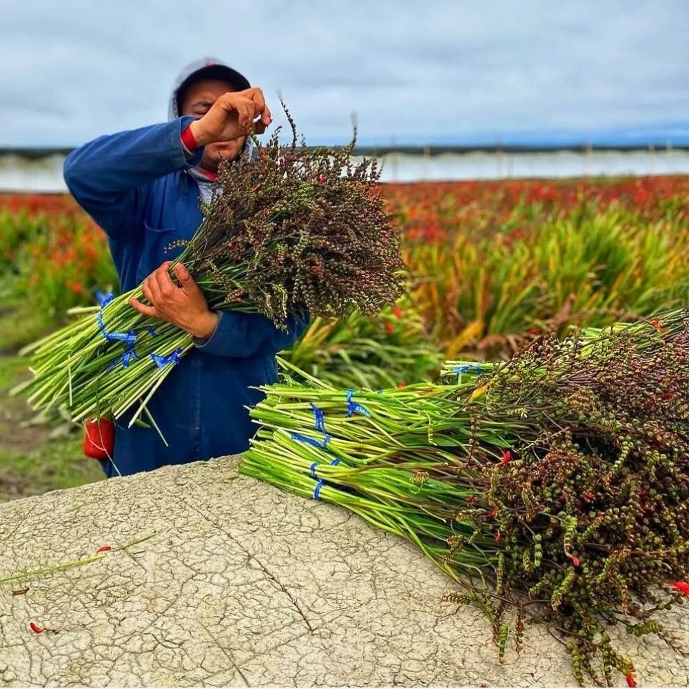 Flower farming New Survey Funded by the American Floral Endowment’s (AFE) Sustainabloom Reveals Promising Trends in Sustainability Across the Floral Industry