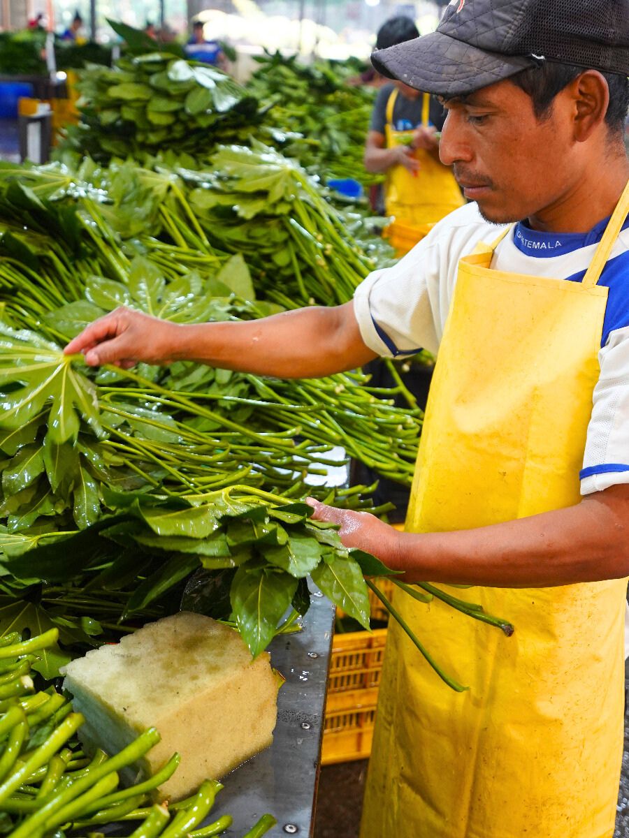 Workers in TAK Globals farm in Guatemala Workers in TAK Globals farm in Guatemala