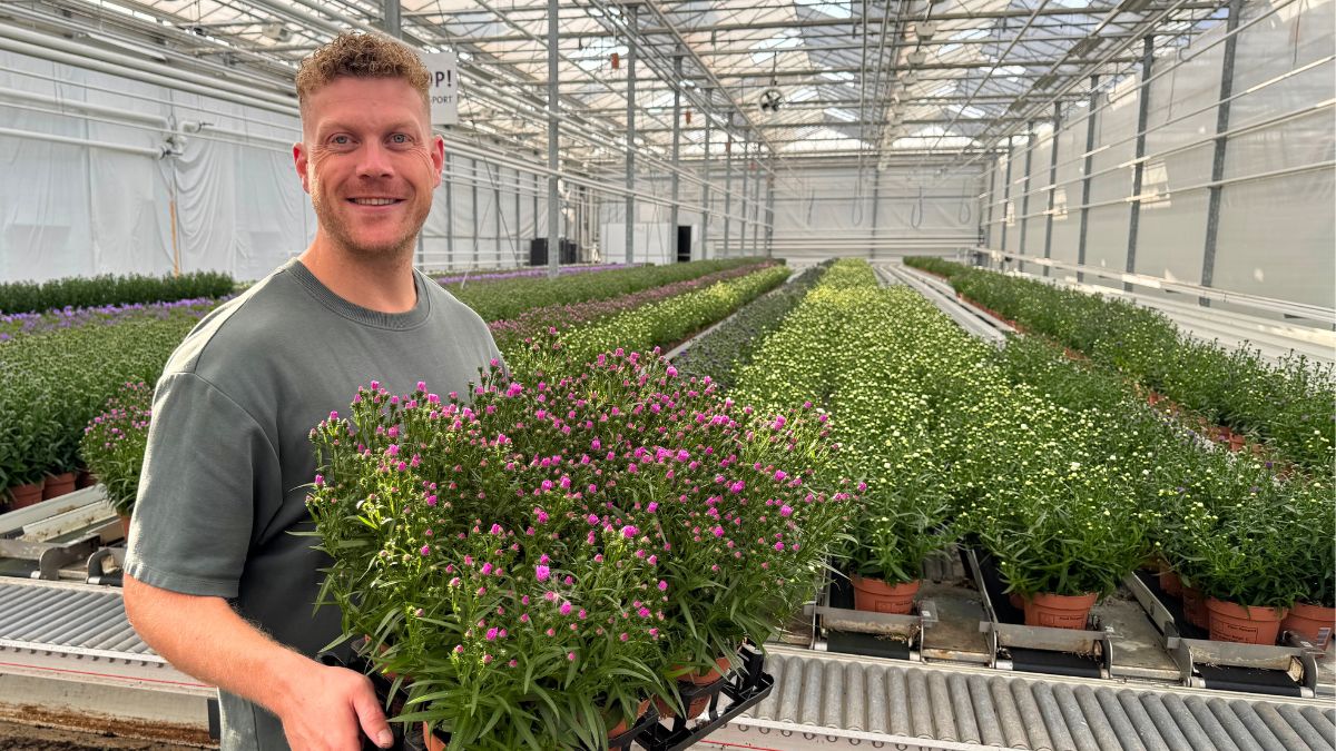 Grower Hans from Montis with Aster Showmakers Grower Hans from Montis with Aster Showmakers