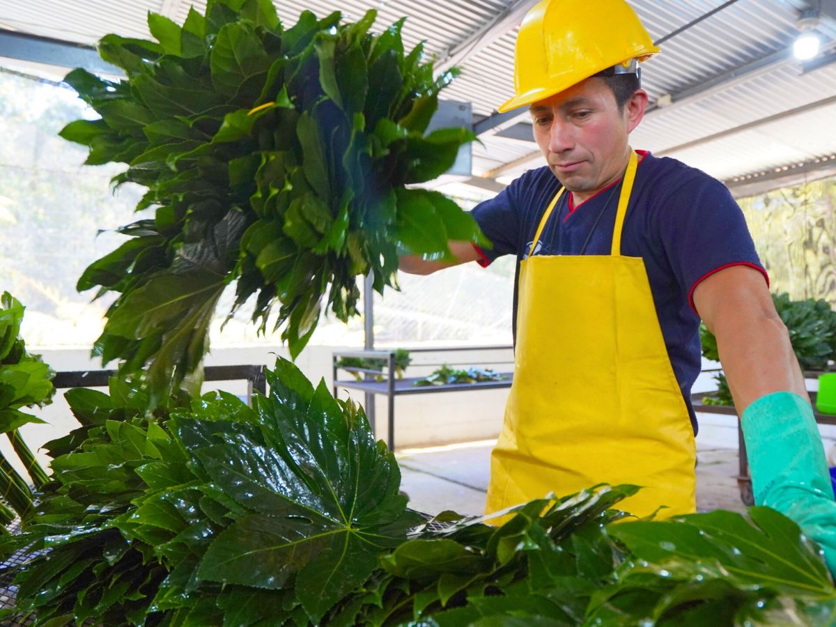 TAK Global worker sorting out green leaves TAK Global worker sorting out green leaves
