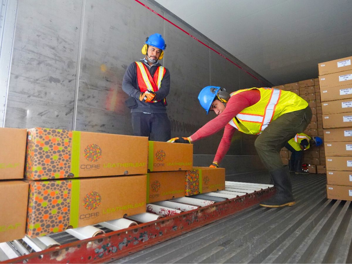 Workers packing up foliage boxes Workers packing up foliage boxes