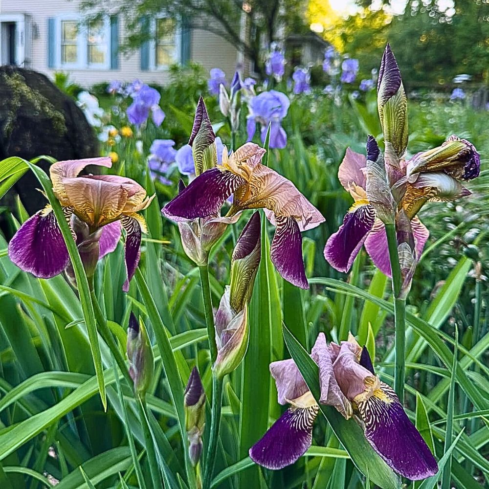 Iris Flower 10 Questions to Mr Plant Geek