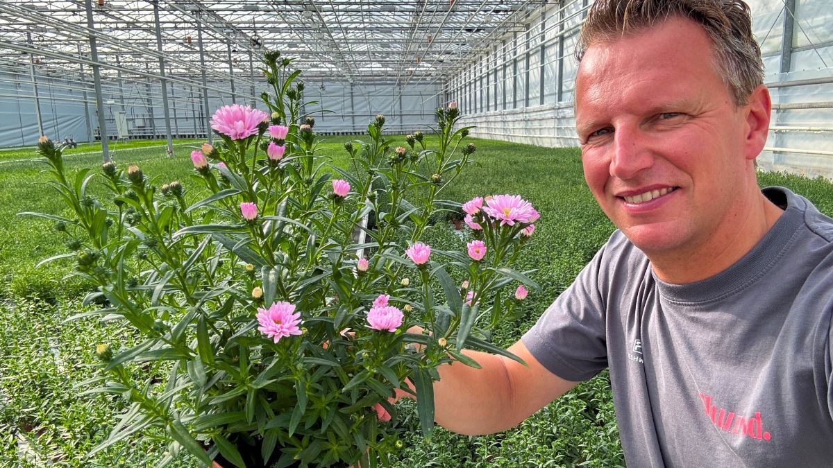 Peter van Delft with Aster Showmakers in greenhouse Peter van Delft with Aster Showmakers in greenhouse