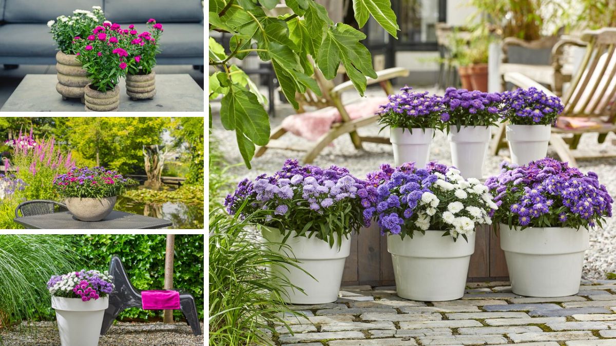 Aster Showmakers inspiration garden by Royal Van Zanten Aster Showmakers inspiration garden by Royal Van Zanten
