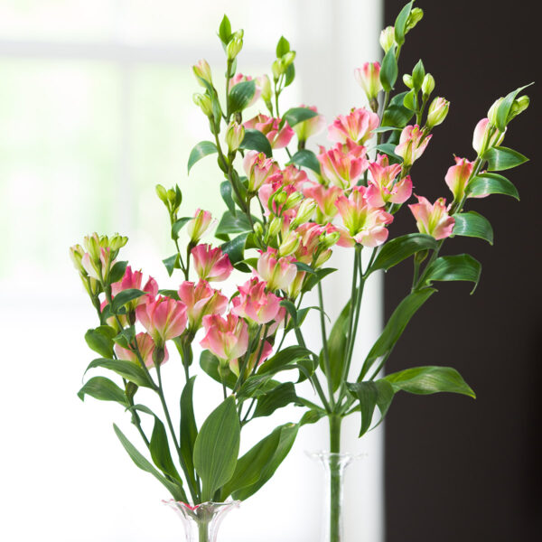 open Charmelia flower