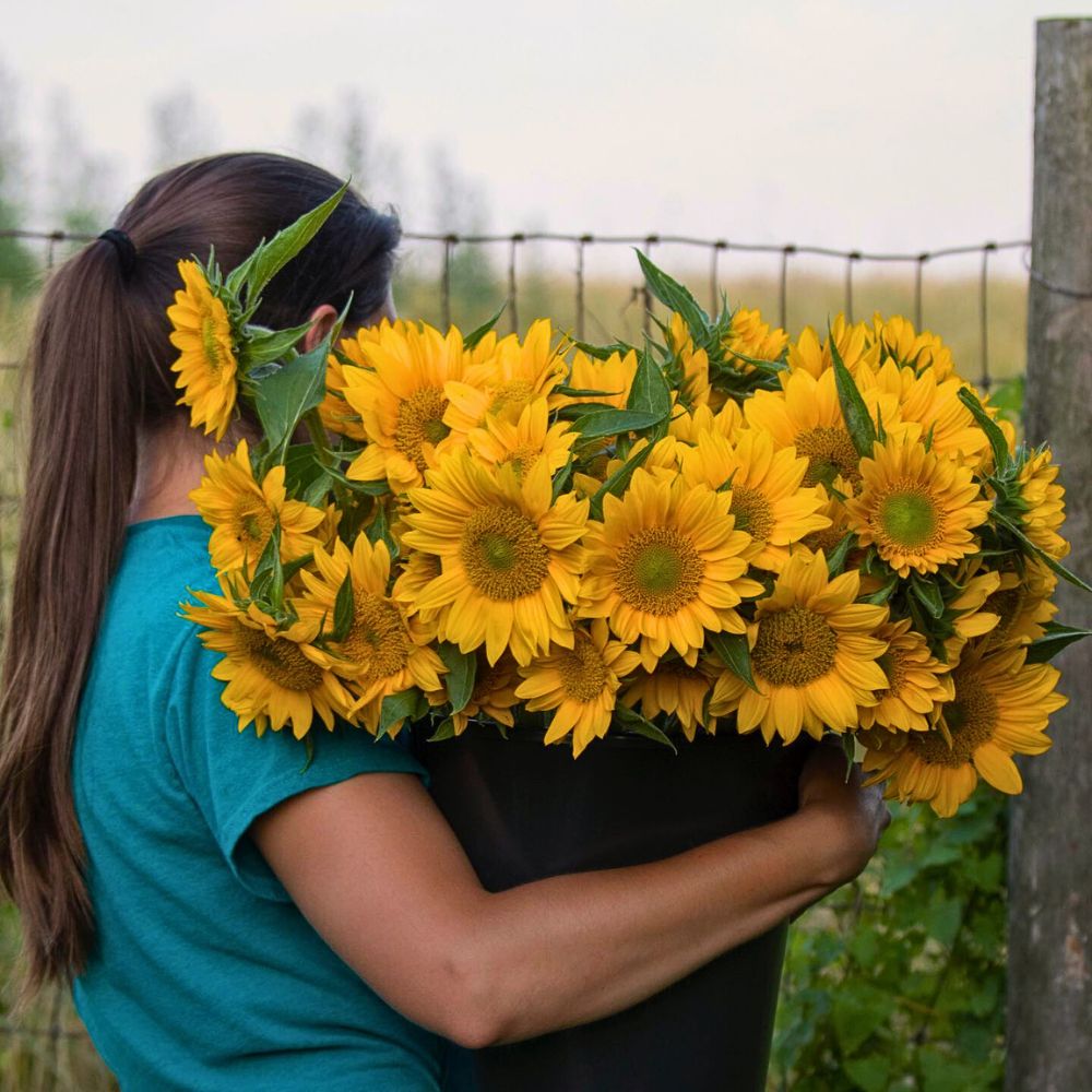 Helianthus Chrysal’s Professional Care Tips to Keep Your Helianthus Fresher for Days Longer