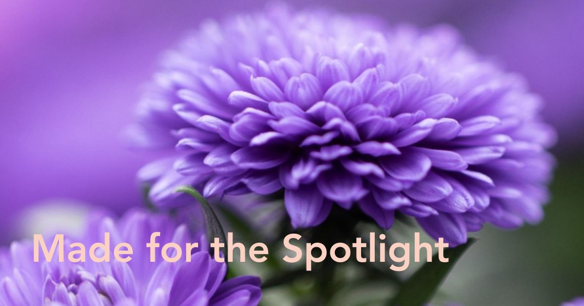 Aster Showmakers from Royal Van Zanten