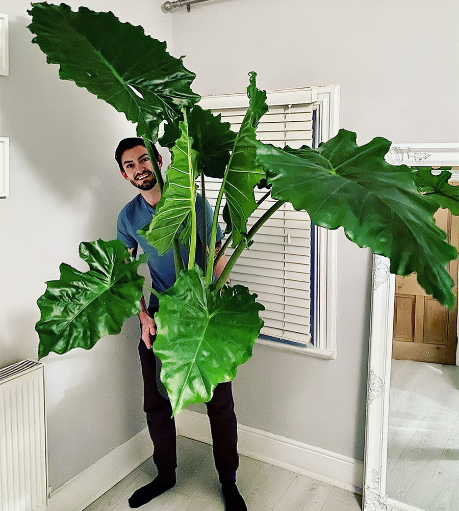 Alocasia portadora by manchesterjungle Alocasia portadora by manchesterjungle