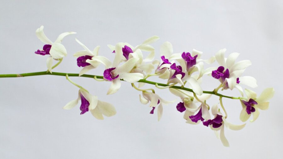 Dendrobium Woon Leng - Cut Orchids on Thursd Facebook