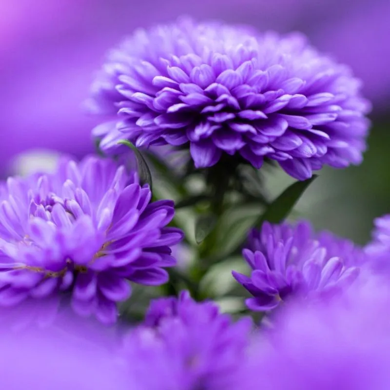 Aster Showmakers from Royal Van Zanten