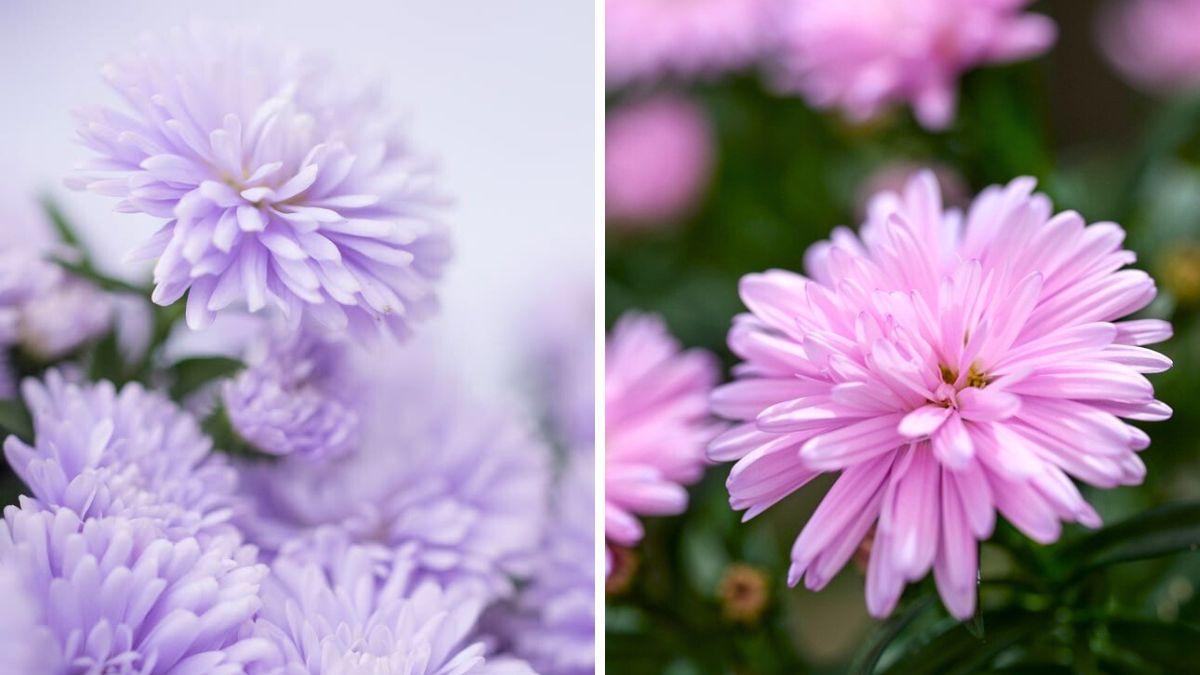 Aster Showmakers close up by Royal Van Zanten Aster Showmakers close up by Royal Van Zanten