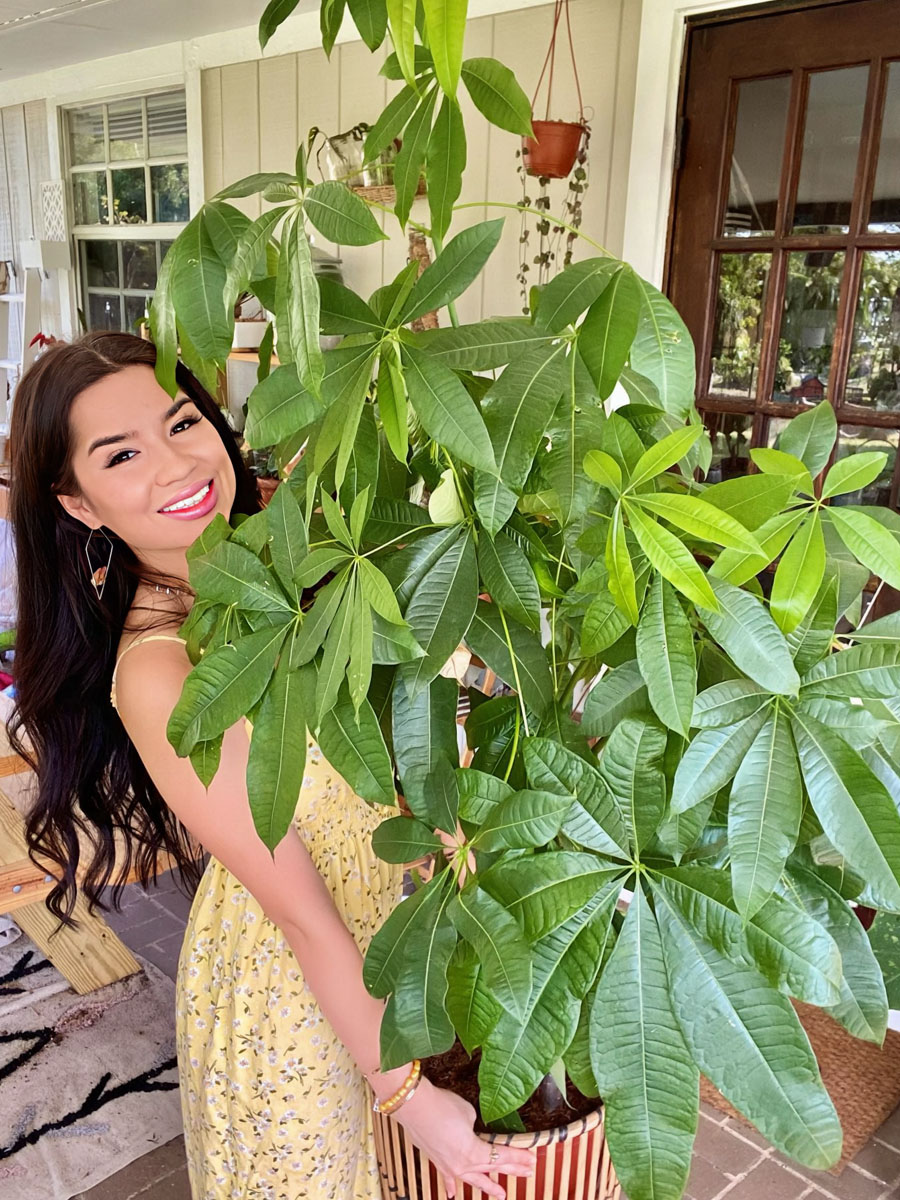 woman holding a well grown Pachira aquatica; money trees considered lucky