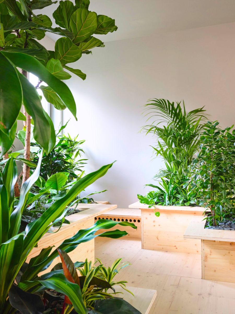 Plant lineup in the corners of an office space Plant lineup in the corners of an office space