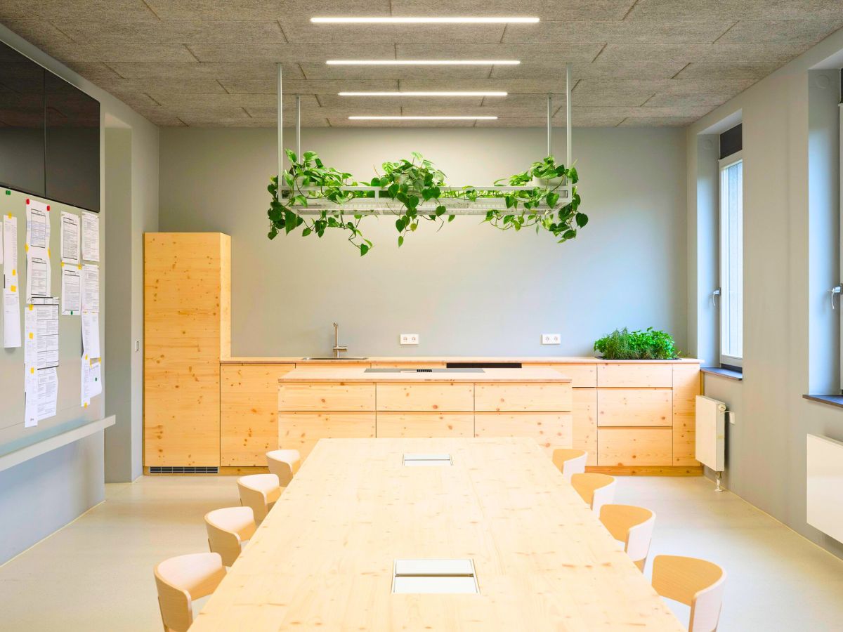 Hanging pothos in an office room Hanging pothos in an office room