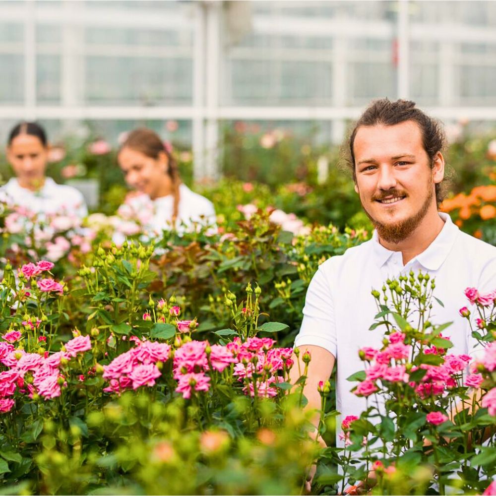 Farming roses Here’s Why Employee Continued Education Is a Prerequisite for Sustainable Floriculture