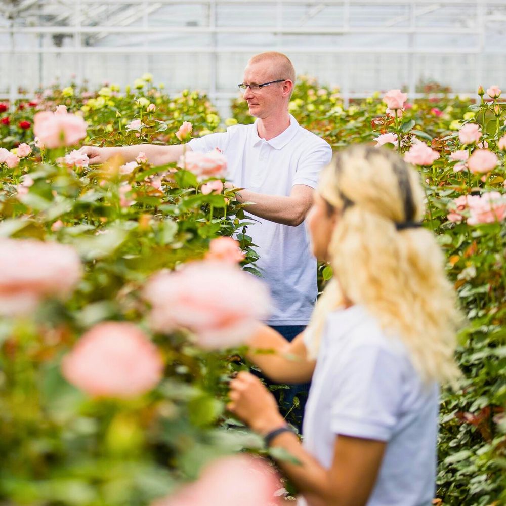 Roses farm Why Employee Continued Education Is a Prerequisite for Sustainable Floriculture