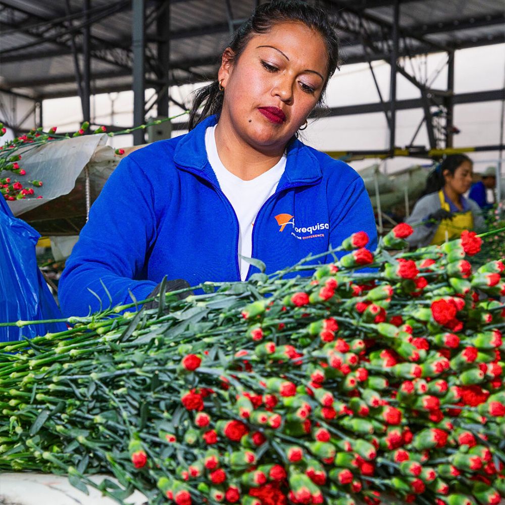 Flower farm staff Why Employee Continued Education Is a Prerequisite for Sustainable Floriculture